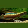 Channa Gachua / blue bengal 7-8cm