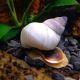 filopaludina martensi sp white 2,50 €