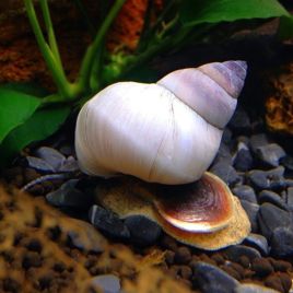 filopaludina martensi sp white lot de 5 12,00 €
