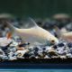 Barbus schwanenfledi albinos 5-6cm 8,50 €