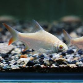 Barbus schwanenfeldi albinos 5-6cm lot de 2