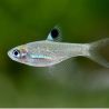 Rasbora dorsociellata