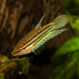 Trichopsis vittata lot de 5
