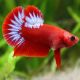 couple de betta plakat hellboy 37,50 €