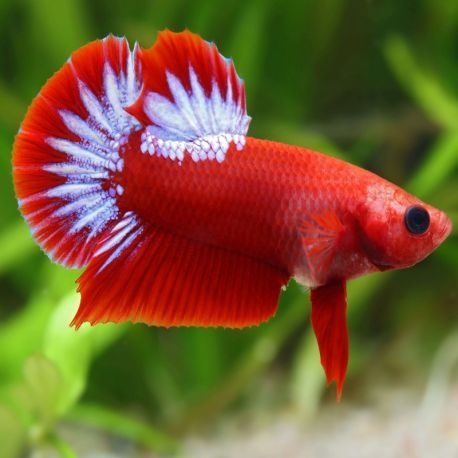 couple de betta plakat hellboy 37,50 €