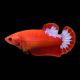 couple de betta plakat hellboy 37,50 €
