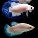 couple de plakat blue rim