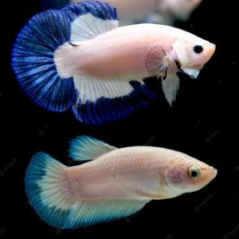 Betta plakat blue rim