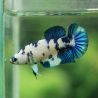 Betta mâle Marble dot - plakat marble dot
