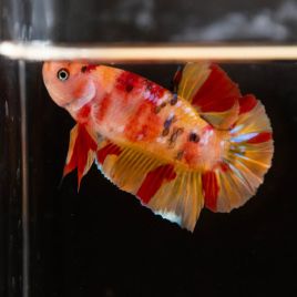 Betta Koï Nemo - Plakat Koï Nemo