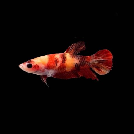 Betta femelle Koi nemo - plakat koî nemo