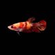 couple de betta plakat Koi nemo 