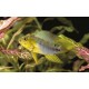 Apistogramma Borelli  