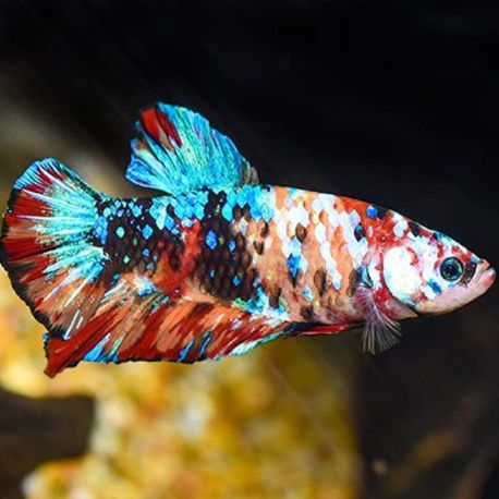 Betta koï galaxy - plakat koî galaxy