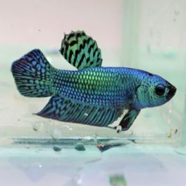 Betta alien bleu