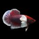 couple de betta splendens lavender dumbo
