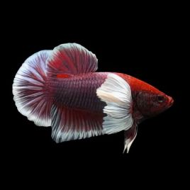 couple de betta splendens lavender dumbo