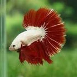 Betta platinum red - splendens white/red platinum dumbo