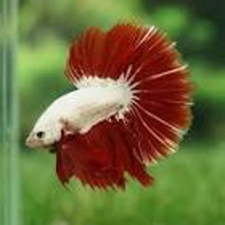 Betta platinum red - splendens white/red platinum dumbo