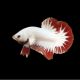 Betta platinum red - splendens white/red platinum dumbo