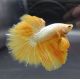 Betta mâle platinum gold - splendens white/gold platinum dumbo
