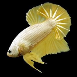 Betta femelle platinum gold - splendens white/gold platinum dumbo