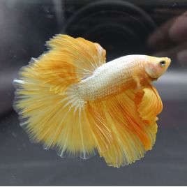 Betta Platinum Gold - Splendens White/Gold Platinum Dumbo