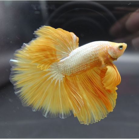 Betta platinum gold - splendens white/gold platinum dumbo