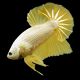 Betta platinum gold - splendens white/gold platinum dumbo