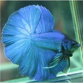 Betta mâle halfmoon bleu
