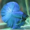Betta mâle halfmoon bleu - splendens blue halfmoon