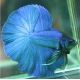 couple de betta halfmoon bleu