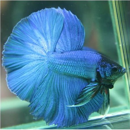 Betta halfmoon bleu - splendens blue halfmoon