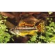 Apistogramma Cacatuoides double red  8,50 €