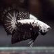 couple de betta plakat black samouraï 