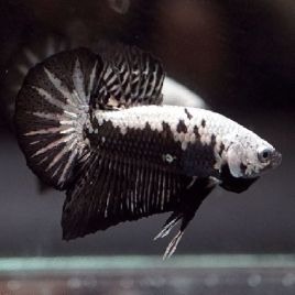 Betta plakat black samouraï