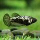 couple de betta plakat black samouraï 