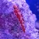 Trimma Rubromaculata 1-2 cm 19,90 €