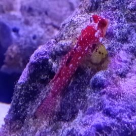 Synchiropus sycorax femelle : 3-4 cm