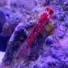 Synchiropus sycorax femelle : 3-4 cm