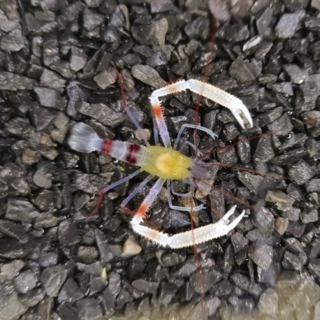 Stenopus zanzibaricus 3-5cm