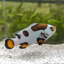 Amphiprion Ocellaris "Mocha Storm" 3-4 cm