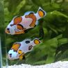 Amphiprion Ocellaris "Mocha Storm" 4-6 cm (lot de 2)