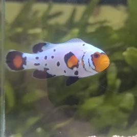 Amphiprion Ocellaris "Frostbite" 3-4 cm