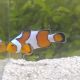 Amphiprion Ocellaris "Gladiator" 3-4 cm