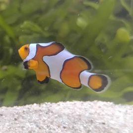 Amphiprion Ocellaris "Gladiator" 3-4 cm