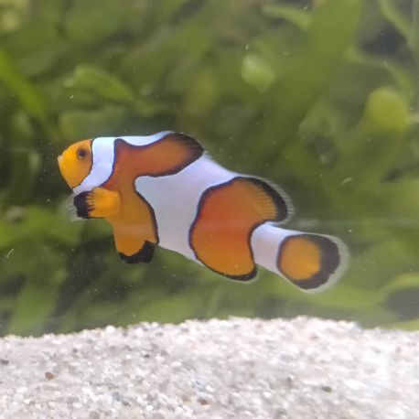 Amphiprion Ocellaris "Gladiator" 3-4 cm