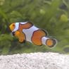 Amphiprion Ocellaris "Gladiator" 3-4 cm