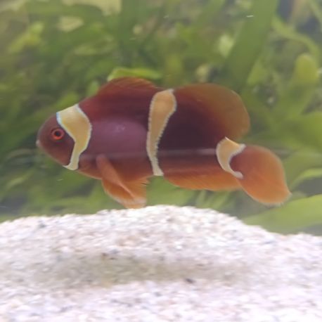 Premnas Epigramma à bandes jaunes d'élevage 4-5 cm  