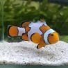 Amphiprion Ocellaris "Premium Snow Flake" 4-6cm
